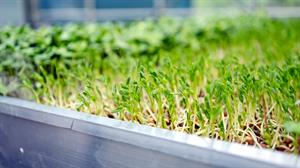 Aeroponic pea shoots